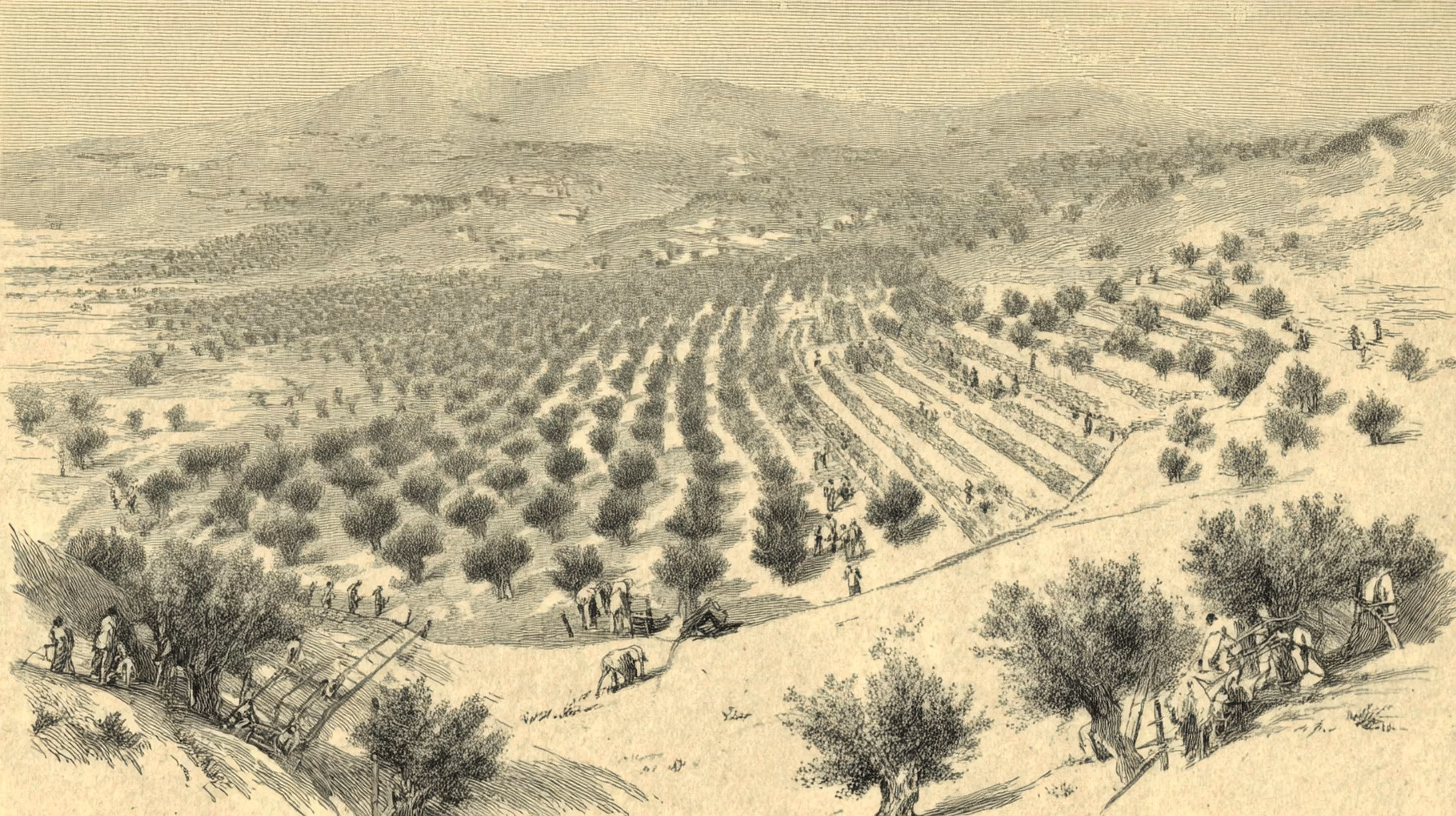 Antike Olivenhaine an den Berghängen des Peloponnes nahe Olympia, Griechenland