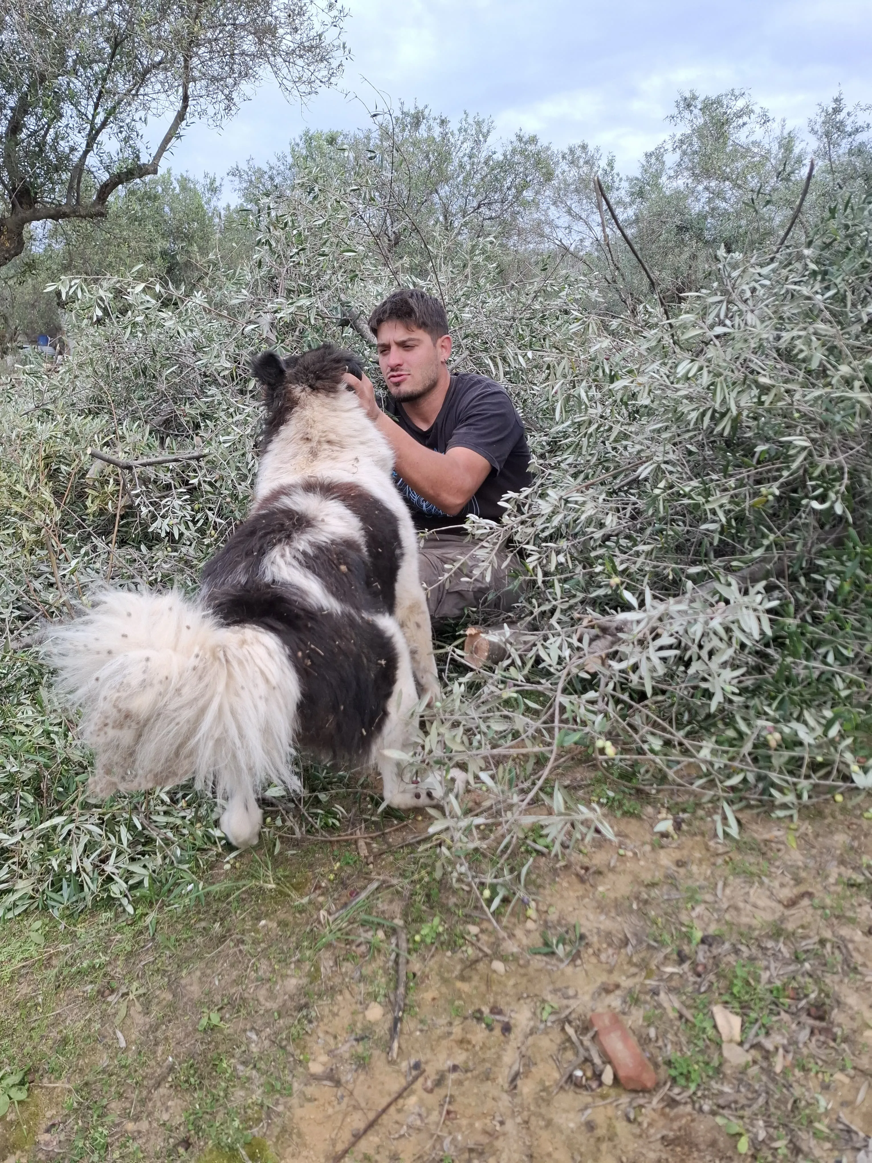 Ein ruhiger Moment während der Olivenernte