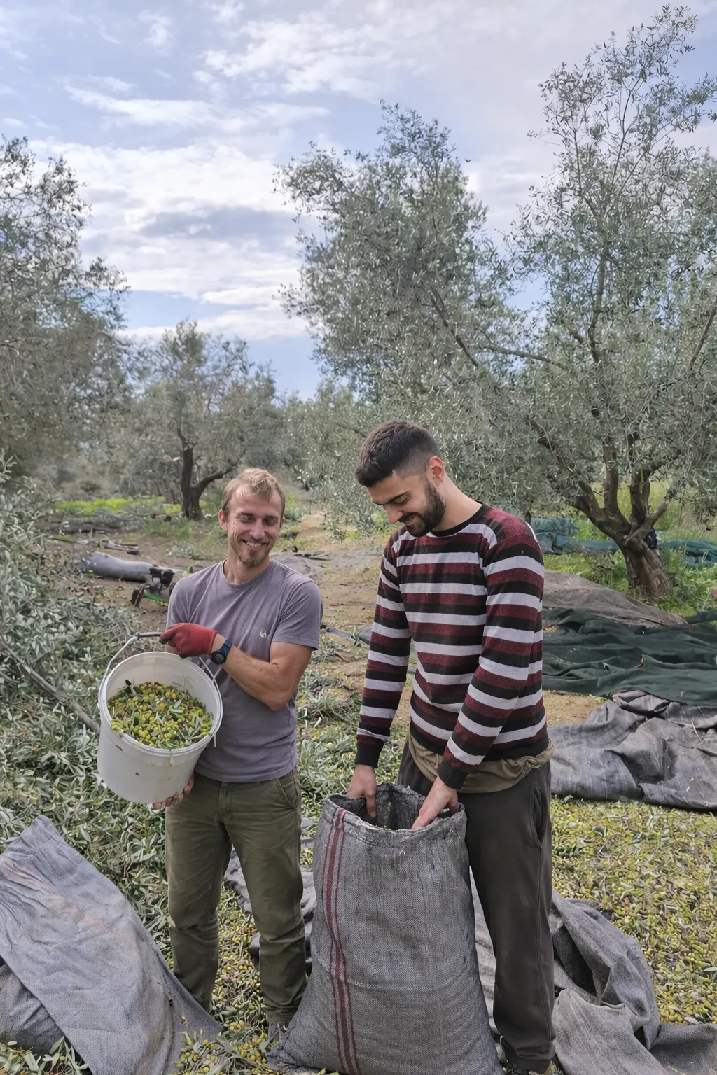 Freunde bei der Olivenernte in den Hainen bei Olympia